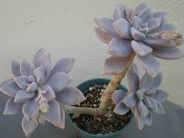 The leaves are thick, flat and pointed. Graptopetalum Paraguayense Ghost Plant The Tilth