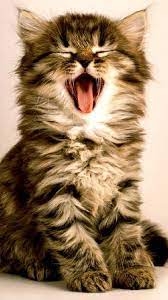Cute Kitten Mega Yawn Cat Cute Cats Cat Yawning Cats