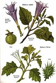 Absolutely Insane Psychiatry Bringing Back The Most Dangerous Drug In The World Truth Frequency Radio Plants Psychoactive Plants Botanical Drawings