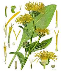 Image result for Pentanema indicum