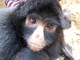 Butler between 2004 and 2011. Spider Monkeys Wild Animals News Facts By World Animal Foundation
