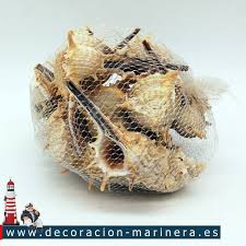 2 empresas y servicios relacionados con caracol de mar. Caracoles De Mar
