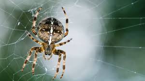 Spiders can lay eggs that turn into spiderlings by the hundreds at one time. Garden Spider Araneus Diadematus Woodland Trust