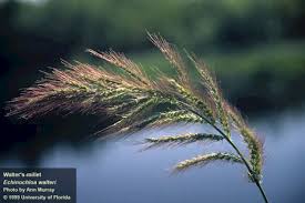 Image result for Echinochloa ugandensis
