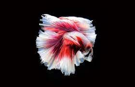 So i'm bringing in the new year with a gorgeous bumblebee betta! Betta Fish Facts Lovetoknow