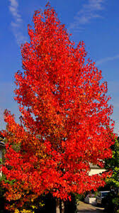 Die besonderheit des liquidambar styraciflua thea sind wohl seine. 50 Samen Amberbaum Liquidambar Styraciflua Seesternbaum Als Bonsai Geeignet Ebay