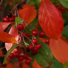 Aronia Arbutifolia Brilliant Aronie Arbutus A Fruits Rouges Arbuste Arbustes De Jardin Petit Arbuste