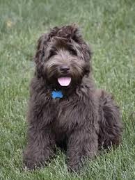 Elimination or replacement of sinks porcelain sinks can be very hard to deal with they are hefty and unpleasant to function with and also most often need a plumbing professional to set up or change. Rosewood Labradoodles Labradoodle Puppy Labradoodle Miniature English Bulldog Puppies