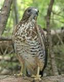 Image result for dog size hawk attack