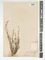 Image result for Phyllanthus mendoncae