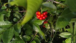 Image result for Huberantha