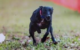 Clubs and participants are encouraged to view the akc performance. Congrats To All American Dogs Going To The Inaugural Akc Fast Cat Invitational American Kennel Club