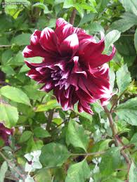 Image result for Dahlia sp. (cultivar)