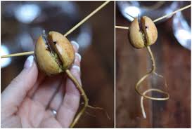 Commercial avocado orchards use grafts, which is the surest way to get fruit. Avocado Update Slow Growth 17 Apart