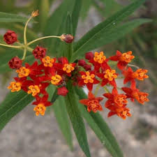 Image result for Asclepias curassavica
