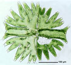 Image result for Micractis