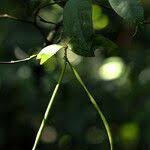 Image result for Malouetia bequaertiana