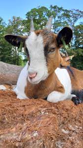 geit op de kinderboerderij kinderboerderij geiten kinderkunst