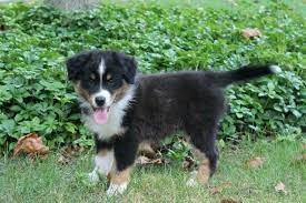 My toy aussie is a small dog breeder of pet quality, health tested teacup, toy and miniature australian shepherds. Mini Australian Shepherd Puppy With Tail For Sale In Niles Michigan Classified Americanlisted Com