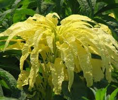 Image result for Amaranthus