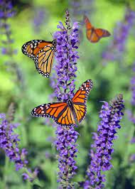Every garden needs pollinators and bees are among the best. How To Plant A Garden That Will Save Butterflies And Bees Wholesome Culture Blog