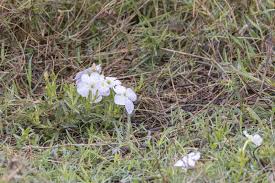 Image result for Cycnium tubulosum