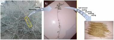 Image result for Cyphostemma heterotrichum