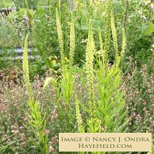 Image result for Reseda