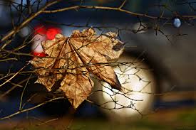 Ez a weboldal sütiket használ a felhasználói élmény javítása érdekében. Ingyenes Hatterkepek Napfeny Levelek Termeszet Auto Piros Ag Zold Kek Barna Nikon Bokeh Magyarorszag Kek Szint 2016 Fa Oszi Level Novenyen Szinek Noveny Hatter Bokehlicious Kocsi Gally Hatterkepkent Lombhullato Barna Fekete