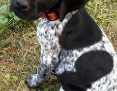 Maybe you would like to learn more about one of these? Boingle Beagle German Shorthaired Pointer Mix Info And Pictures German Shorthaired Pointer Mix German Shorthaired Pointer Beagle