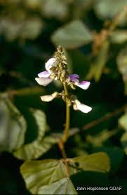 Image result for Neustanthus