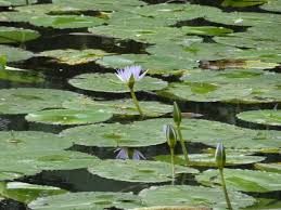 Image result for Nymphaea nouchali