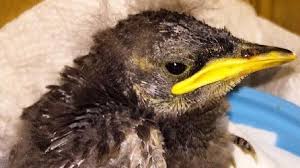 Baby Bird With Large Beak Baby Bird Rescued From Volkswagen Chattanooga Rescue Animal Rescue Pionus