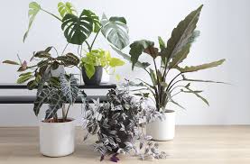 Dış mekan süs bitkileri yetiştiriciliği için ülkemizin ekolojik koşulları çok uygundur. Salon Bitkileri Nelerdir En Populer 28 Ic Mekan Bitkisi Evim