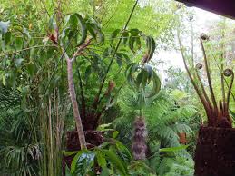 Image result for Cyathea thomsonii