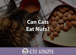 Too much fat on regular basis can lead to health issues for a cat. Can Cats Eat Nuts Cat Kingpin