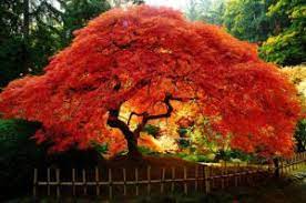 And then features a lush and compact canopy of foliage in the summer. 5 Best Feature Trees Blog Kyora Landscapes