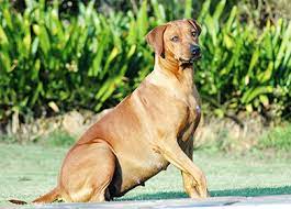 beremennost u sobak skolko dlitsya priznaki shennosti simptomy lozhnoj beremennosti pravilnyj raschet srokov rodov otzyvy