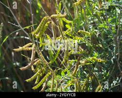 Image result for Tephrosia noctiflora