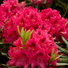 Mid Sized Shrubs For A Layered Border Grow Beautifully In 2020 Shade Shrubs Flowering Shrubs Plants