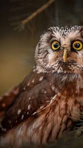 Bird With Big Eyes Owl Wildlife Beautiful Birds Forest Birds Big Eyes Beautiful Birds Bird Pictures Animals