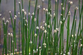 Image result for Eleocharis retroflexa