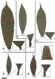 Image result for Uvariastrum