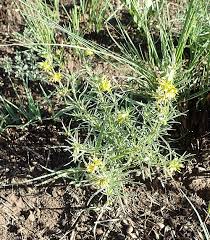 Image result for Vahlia capensis