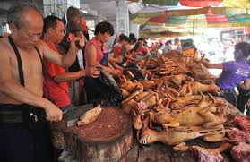 Image result for chinese dog meat market pics