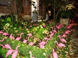 Birthday Lawn Signs Rental Toronto Need Flamingos Birthdaysigns Ca Flocking Toronto And Beyond Birthday Celebration Flamingo Pink Flamingos Lawn Ornaments Pink Flamingos Lawn Ornaments