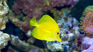Zebrasoma Flavescens O Cirujano Amarillo Aquarium Costa De Almeria