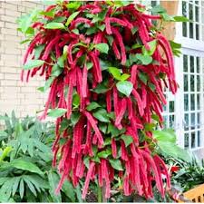 Image result for Acalypha hispida
