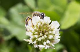 And they are a great plant that flowers in the spring to attract bees. Create A Bee Friendly Garden Comvita Nz