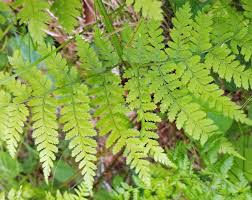 Image result for Dryopteridaceae